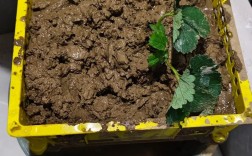 草莓家庭种植视频，新手能学会吗？