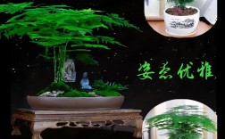 文竹云竹品种到底有多少种？