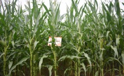 青贮玉米品种怎么选？高产优质哪个好？