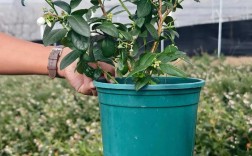 盆栽蓝莓哪个品种最好养又高产？