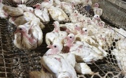 肉用乳鸽饲养管理技术有哪些要点？