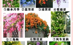 庭院观花绿植有哪些品种？