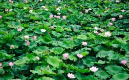 稻田种藕技术要点有哪些？