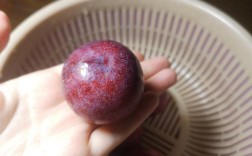 最具发展前李子的品种