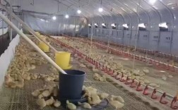 大棚网上养鸭技术视频，如何高效操作？