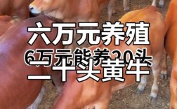 养什么品种牛成本低