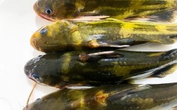 黄颡鱼哪个品种最好养？