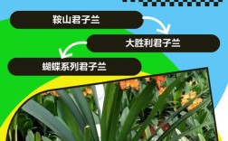 君子兰有哪些常见品种？