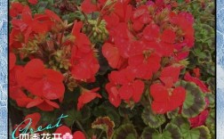 哪些植物能四季开花，品种有哪些？