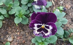 三色堇哪种品种颜值最高？