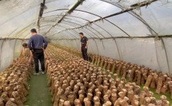 香菇高产栽培技术视频要点有哪些？