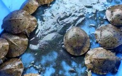 山瑞和甲鱼的区别价格