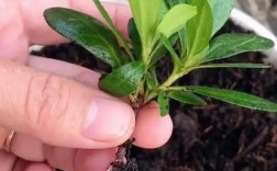 杜鹃花扦插2.0技术