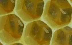 移虫培育蜂王，关键步骤是什么？