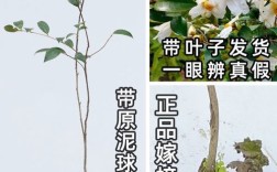 白花油茶苗是哪个品种？