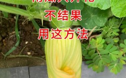 海南南瓜种植技术视频有哪些要点？