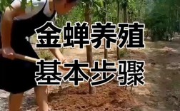 人工知了养殖技术视频怎么学？