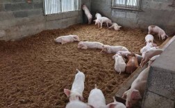 怎样发酵红薯片养猪技术