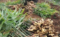 乡村季风种姜技术要点有哪些？