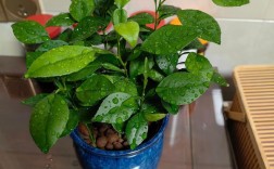 柚子盆栽管理技术视频，新手如何轻松学会？