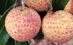 无籽荔枝是什么品种培育的？它和普通荔枝有何区别？