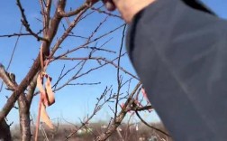 杏子树修剪技术视频，何时剪最合适？