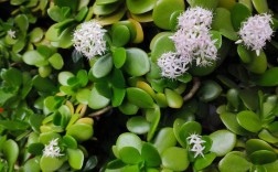 玉树什么品种开的花好看？