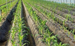 糯玉米种植技术视频要点有哪些？