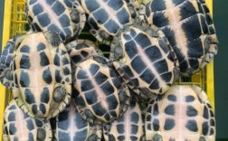 广西乌龟品种图片及价格多少？