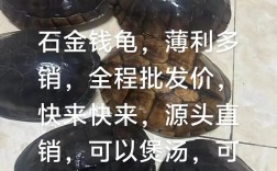 2025年石龟最新价格是多少？