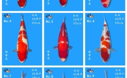 鲤鱼品种有哪些？附图片看图识鲤