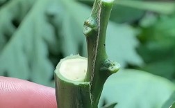 柚子树的芽接技术视频