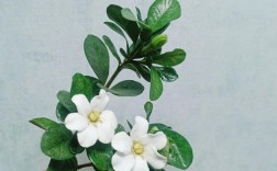 桅子圆叶是什么品种？