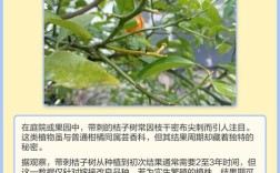 带刺的桔树是什么品种？