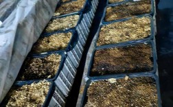 云南天麻种植技术视频有哪些要点？