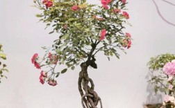 月季盆栽管理视频有哪些关键技巧？