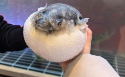 河豚鱼最常见食用品种是哪些？