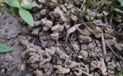 大蚯蚓一斤多少钱？