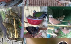 斑鸠人工养殖技术要点有哪些？