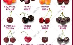 樱桃品种哪种价格最好？