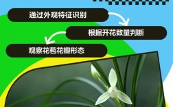 如何辨别兰花品种图片