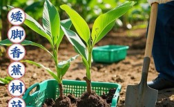 香蕉种植图解，关键技术有哪些？