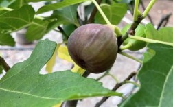 无花果树不怕冻的品种