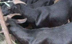 黑山羊种羊价格与品种如何选择？