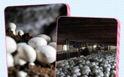 农科院双孢菇具体有哪些品种？