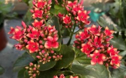 叶子大的长寿花是什么稀有品种？