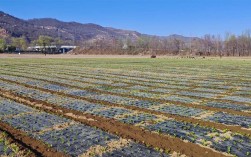 露地蔬菜怎么种才高产？