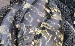 珍珠龙胆鱼苗养殖技术