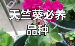 天竺葵品种繁多，不同品种有哪些独特特征及养护要点？