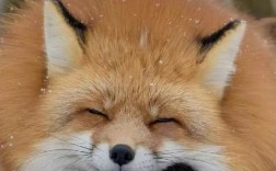 狐狸品种有哪些？看图识狐全在这